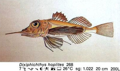 Dixiphichthys hoplites